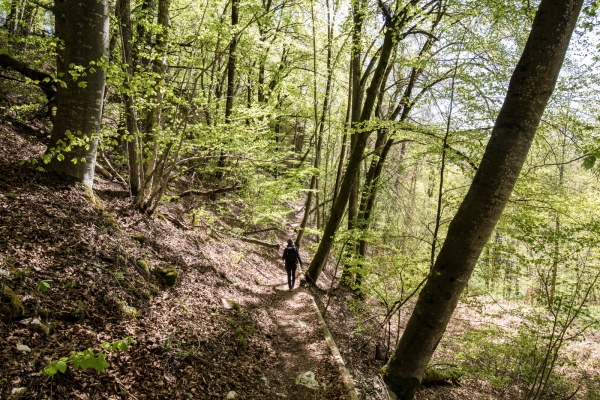 Au pays des cerisiers, de Gempen à Liestal