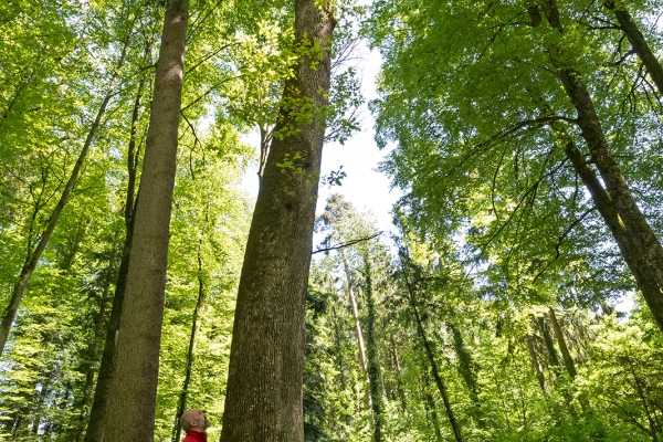 Bäumige Gemeinde Galmwald