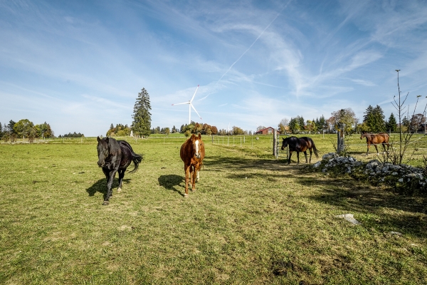 Im Jura zwischen Sonvilier und Le Noirmont