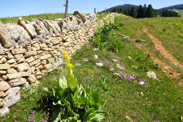 Gipfelabenteuer im Waadtländer Jura