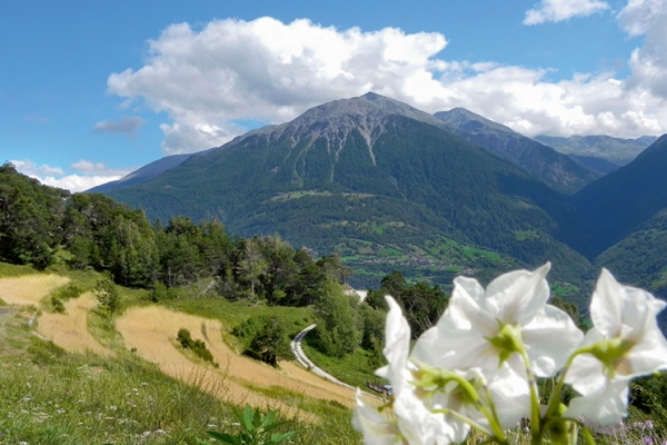 Variétés anciennes dans le Valais central