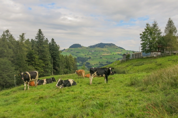 Au pays des vaches sur les traces de Vreneli