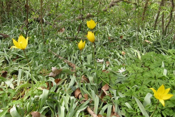 Wilde Tulpen am Tüllinger Hügel