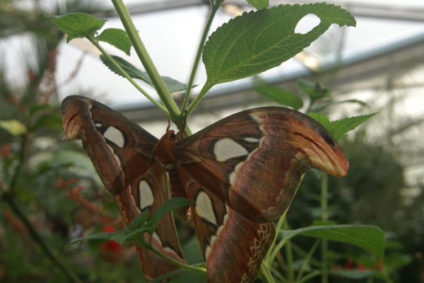 Von Murten zum Papiliorama