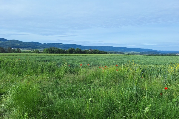 Belle quiétude en Ajoie, sur le chemin des Crêtes du Jura