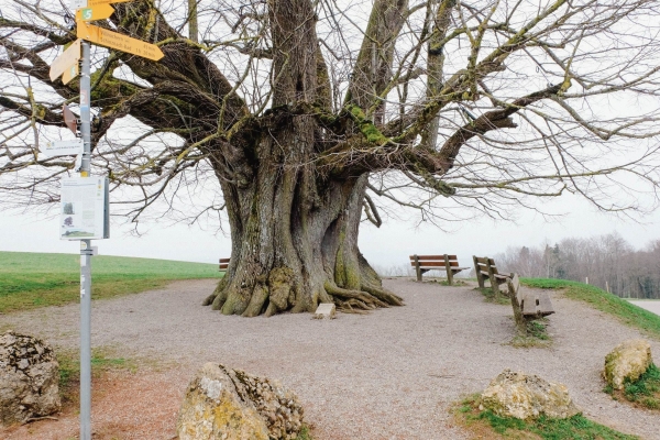 Gemütliche Wanderung durch den Regionalpark Aargau