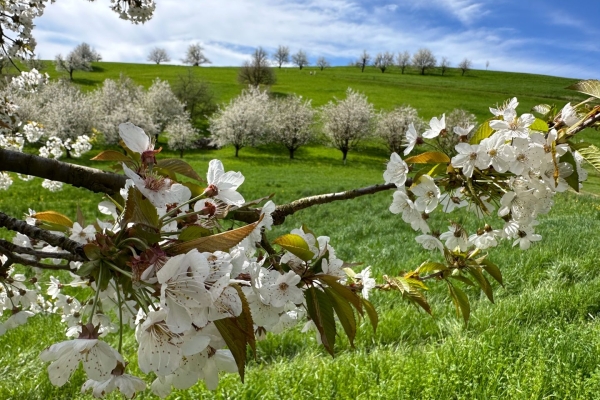 Soleggiata escursione primaverile attraverso la distesa di ciliegi della Fricktal