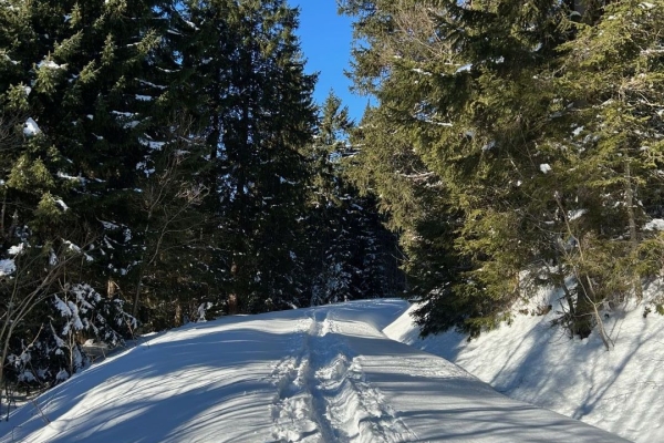 Schneeschuhwanderung im Alpnacher Howald