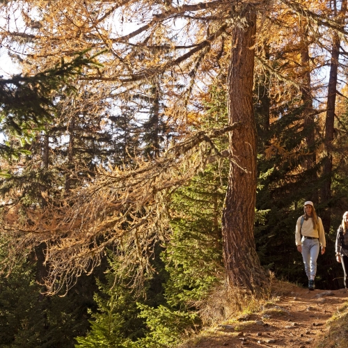 Alp Tschärmilonga VS, Herbst II