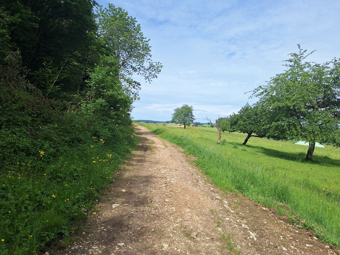 Agréable sentier bordé d’arbres, de fleurs et de prairies