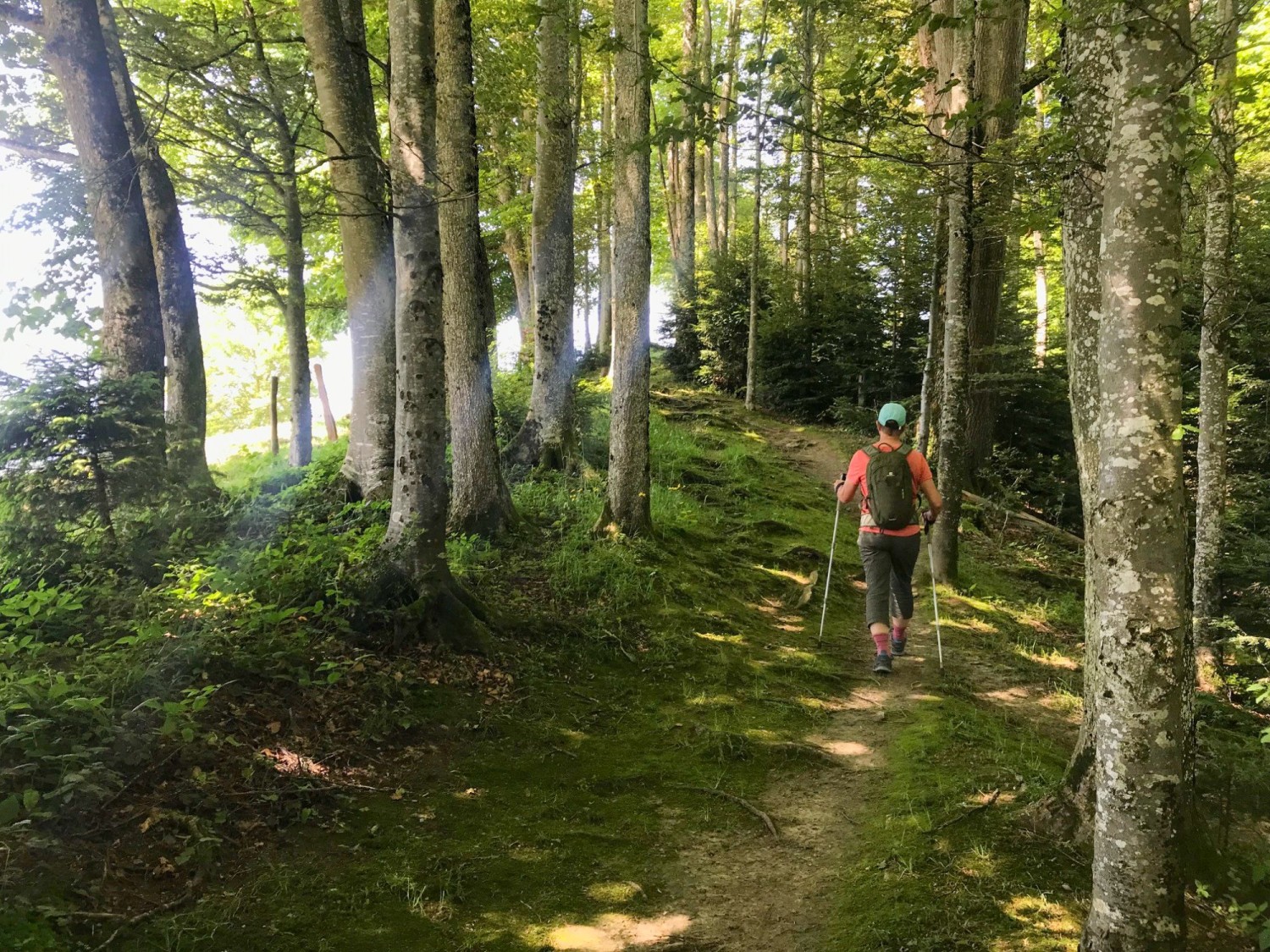 La randonnée traverse aussi des forêts mixtes ombragées, qui comportent des hêtres.