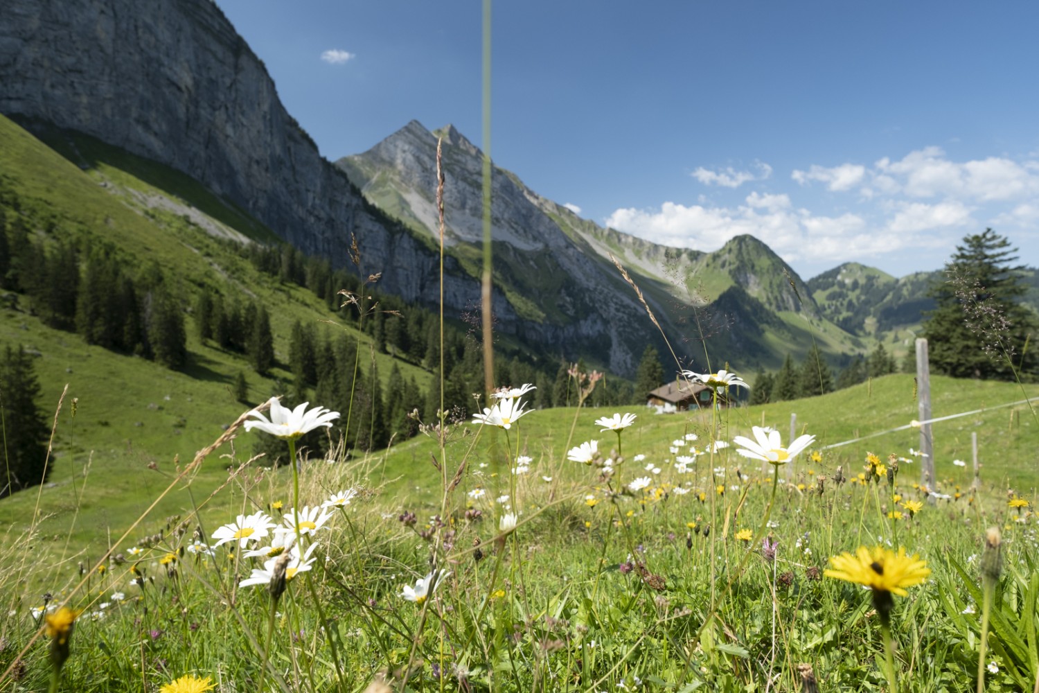 La randonnée passe par l’alpage d’Oberbauen pour rejoindre Rinderbühl. Photo: Markus Ruff

