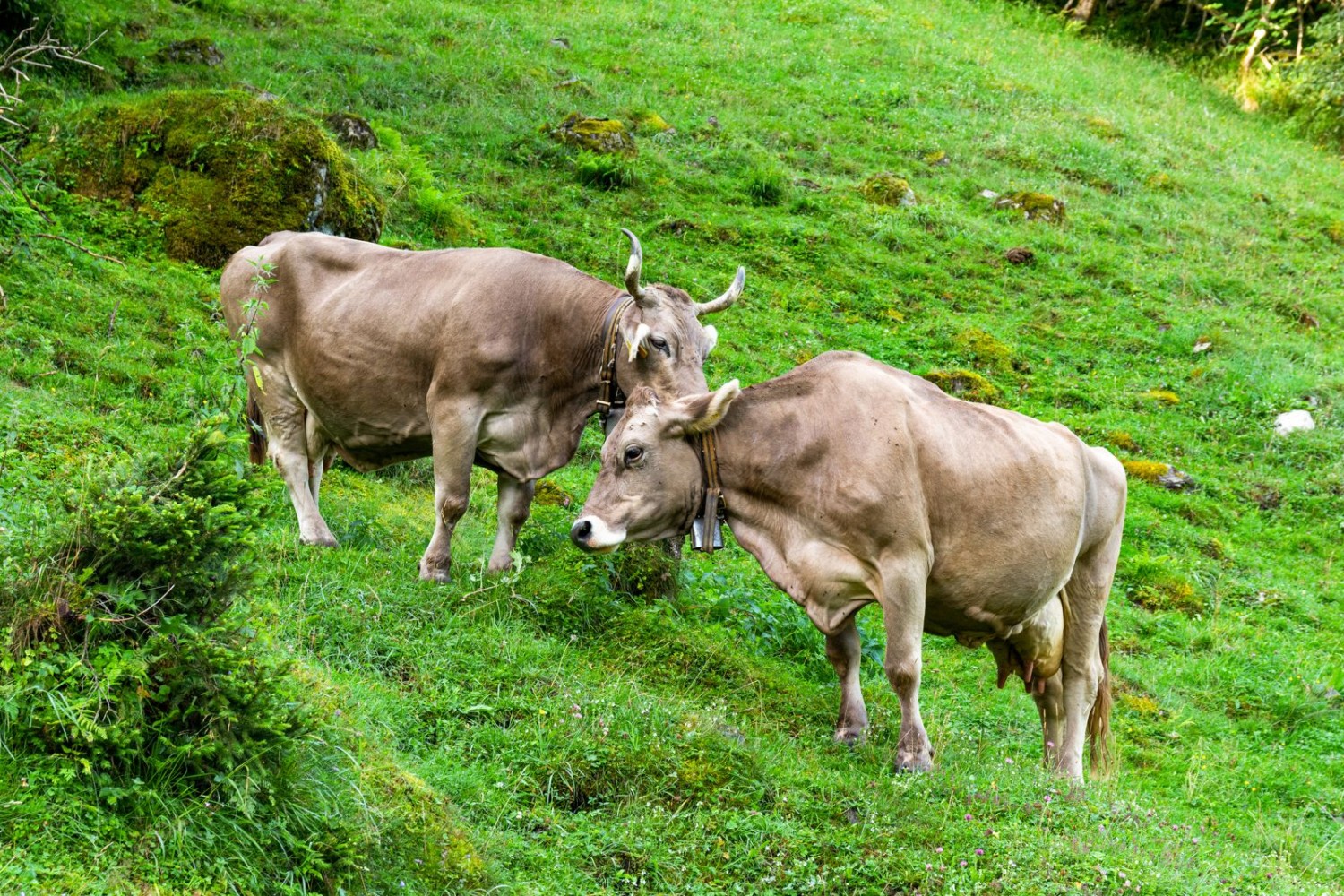 Dans la vallée du Schächental, les vaches ont encore des cornes.