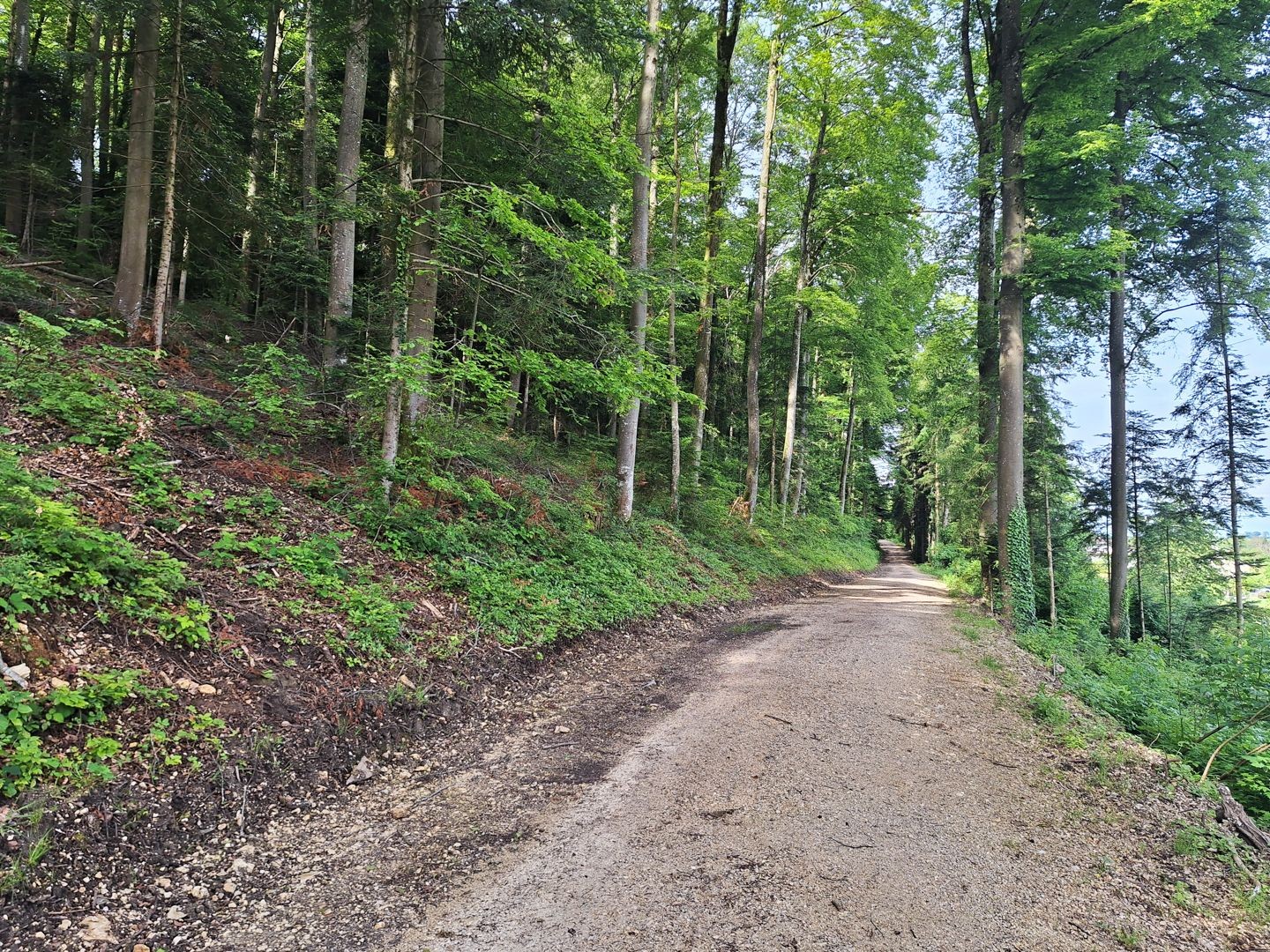 À la lisière de la forêt, le calme règne sur le chemin.