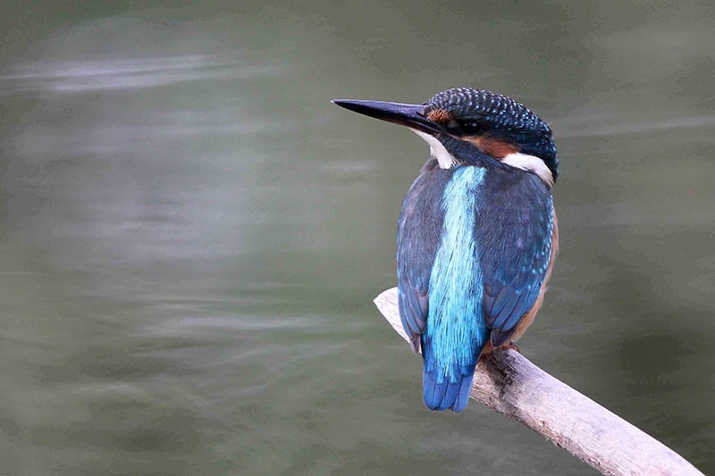 Le martin-pêcheur, au beau plumage bleu, se fait rare. Avec de la patience, on peut l’observer à La Sauge, où il nidifie. Photo: C. A. Balzari
