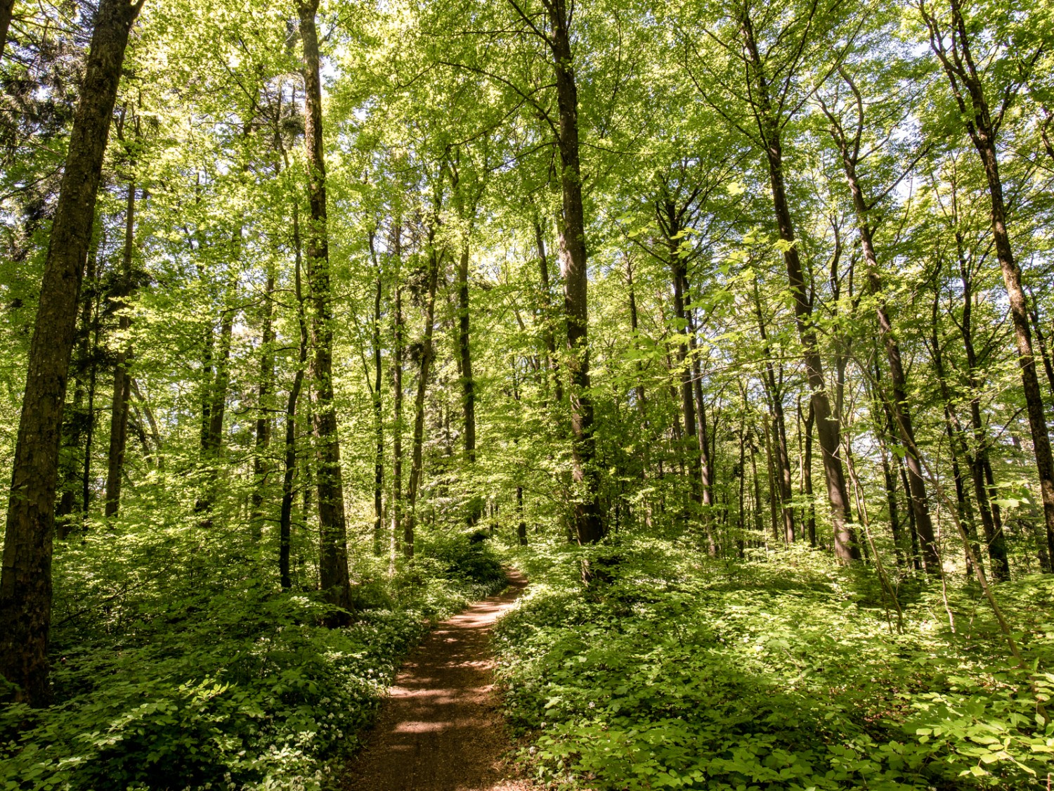 De la Gisliflue à Küttigen, l’itinéraire suit le plus souvent des sentiers forestiers moelleux, mais le chemin devient rocailleux entre le Gatter et le Hombergegg.  Photo: Daniel Fleuti