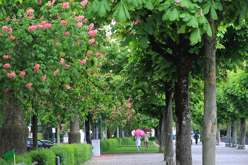 Stillleben am Zürichsee: rosa Kastanienblüte, Herr und Frau mit rosa Regenschirm. Bilder: Elsbeth Flüeler