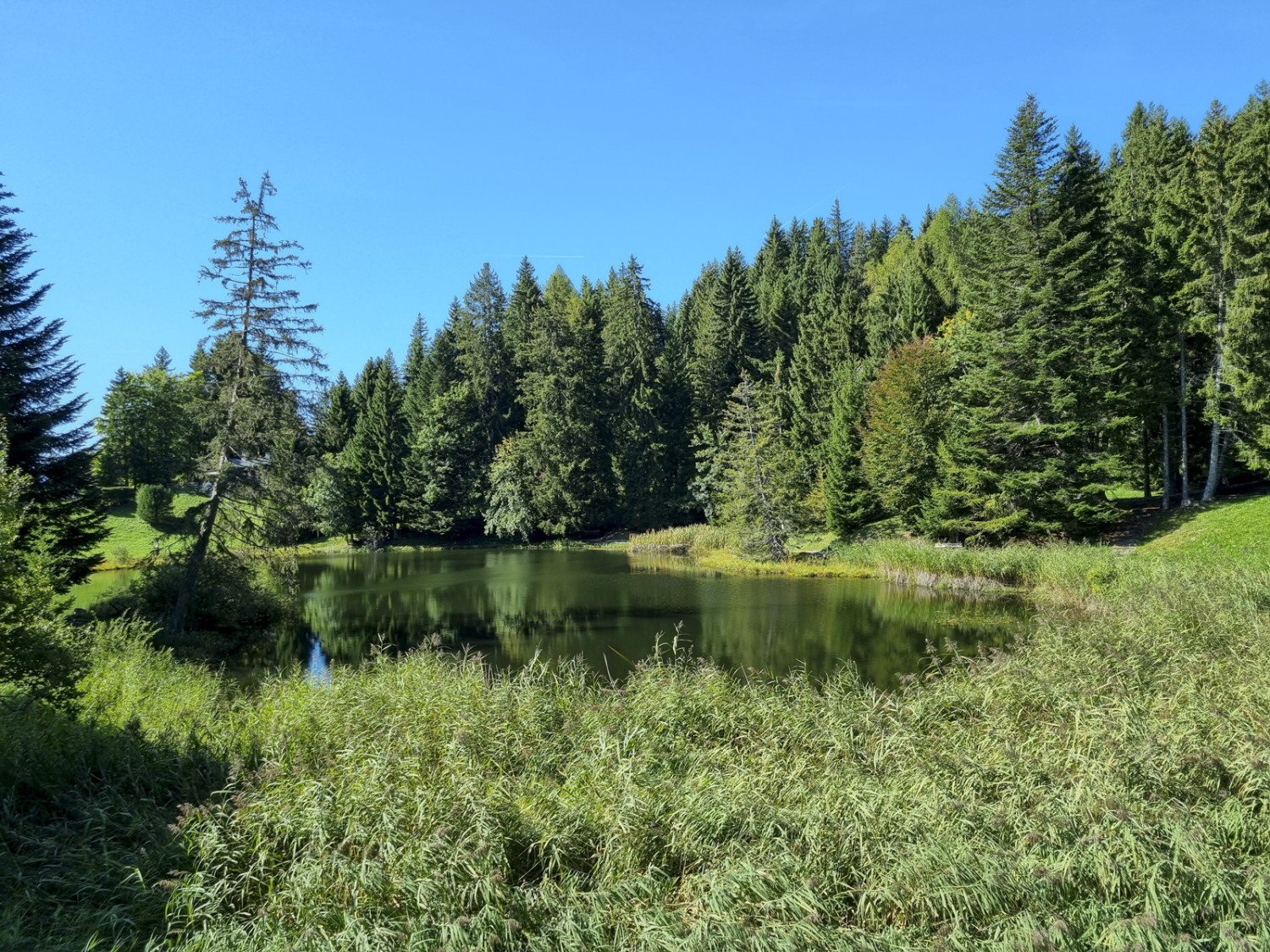 Der Lac des Joncs ist ein wichtiges Amphibienlaichgebiet. Bilder: Nathalie Stöckli