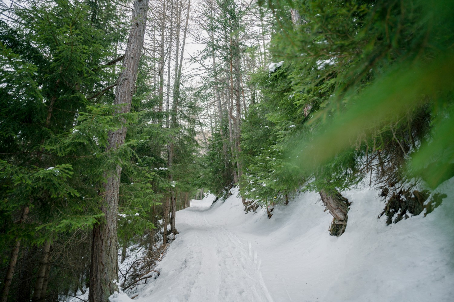 La randonnée en raquettes commence sur un chemin étroit qui traverse un bois. Photo: Jon Guler