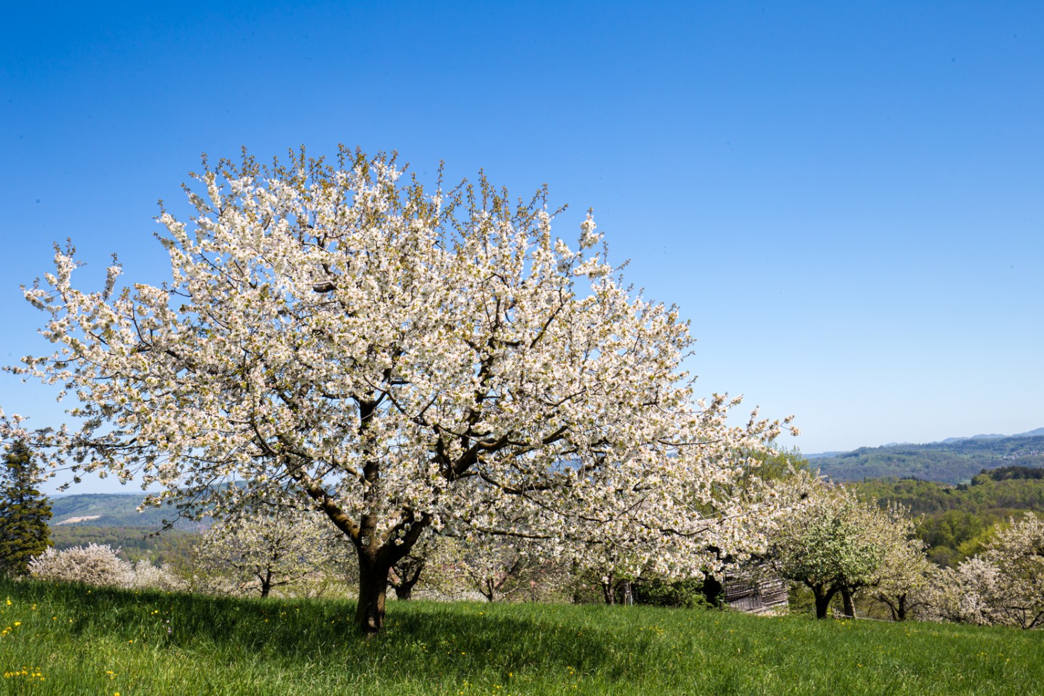 Près de 10 000 arbres à tige haute poussent dans la région. Photo: Daniel Fleuti