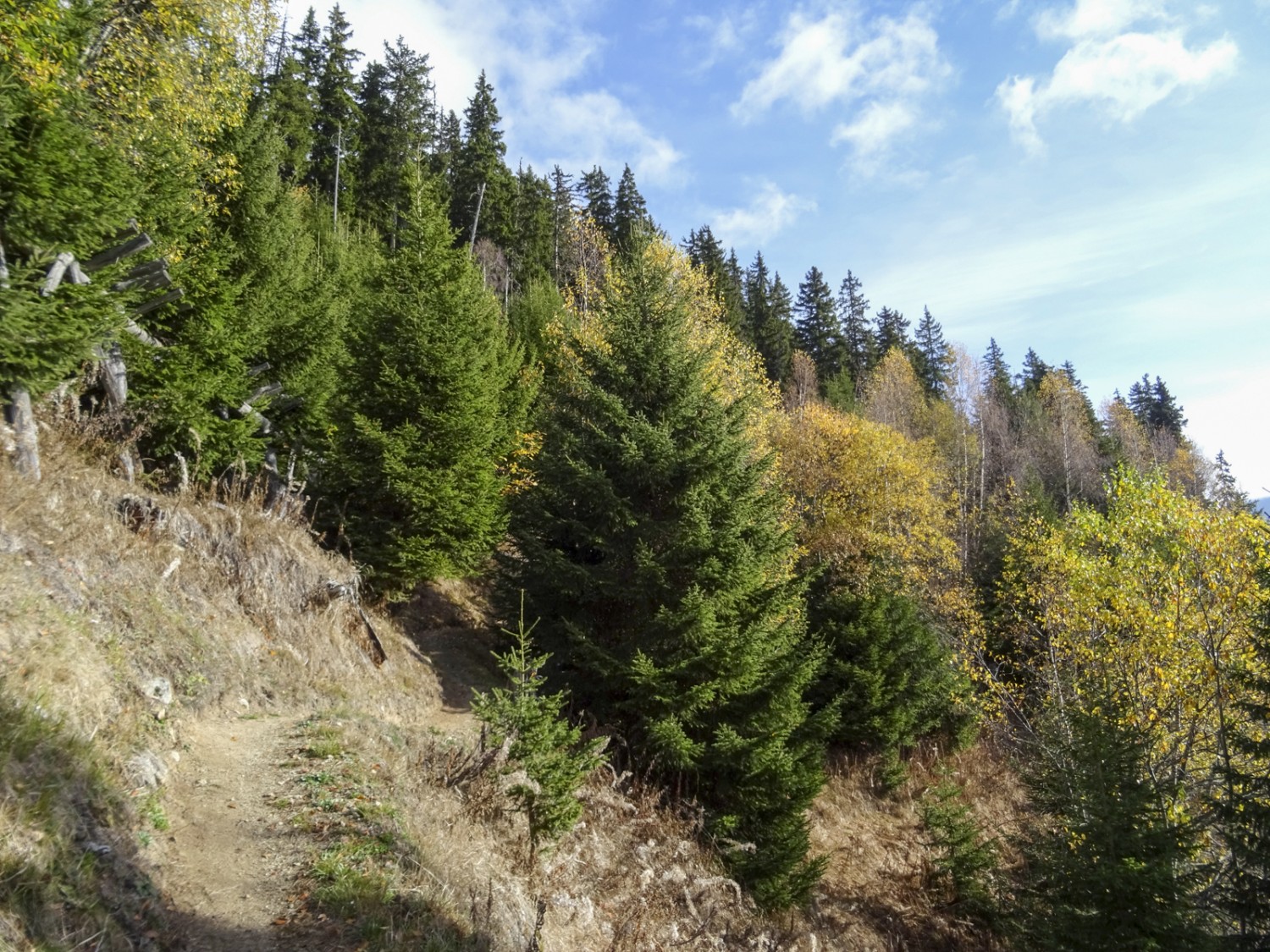 Depuis l’ouragan, des feuillus poussent entre les épicéas, rendant la forêt plus diversifiée et plus stable. Photo: Sabine Joss