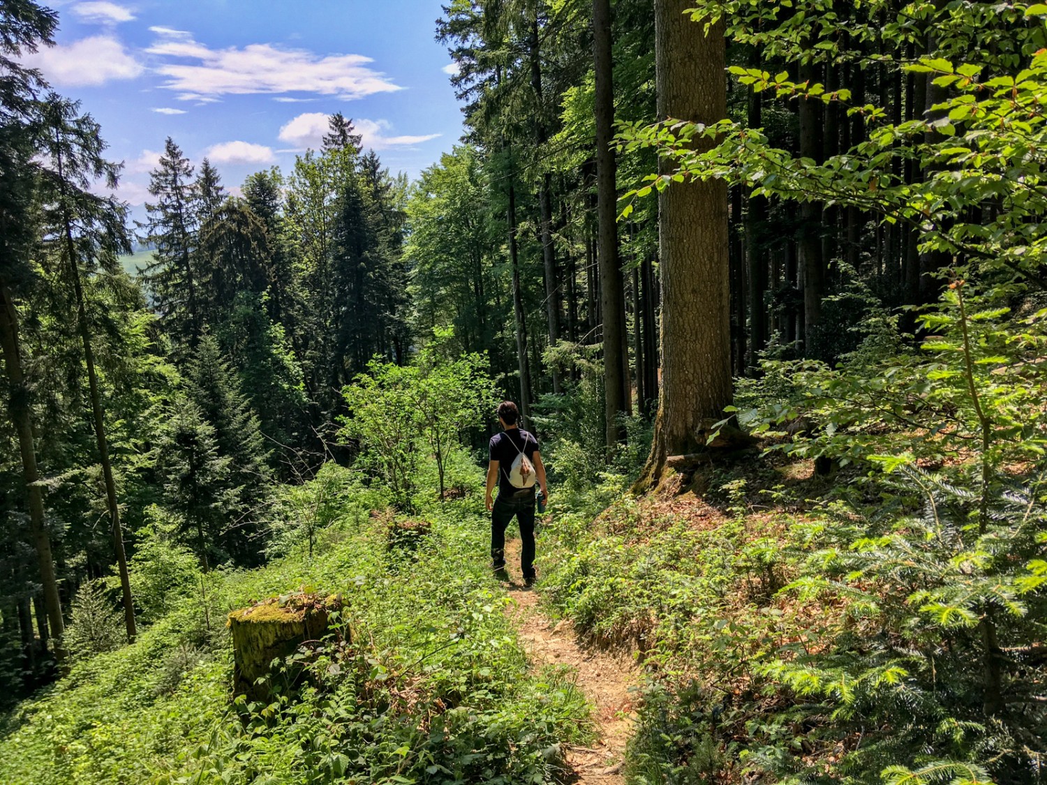 Durch den Wald führt der Weg wieder ins Tal. Bild: Claudia Peter