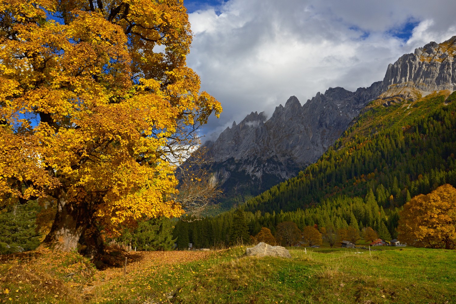 Mächtige Bergahorne im ersten Aufstieg, dahinter die Engelhörner. Bild: natur-welten.ch