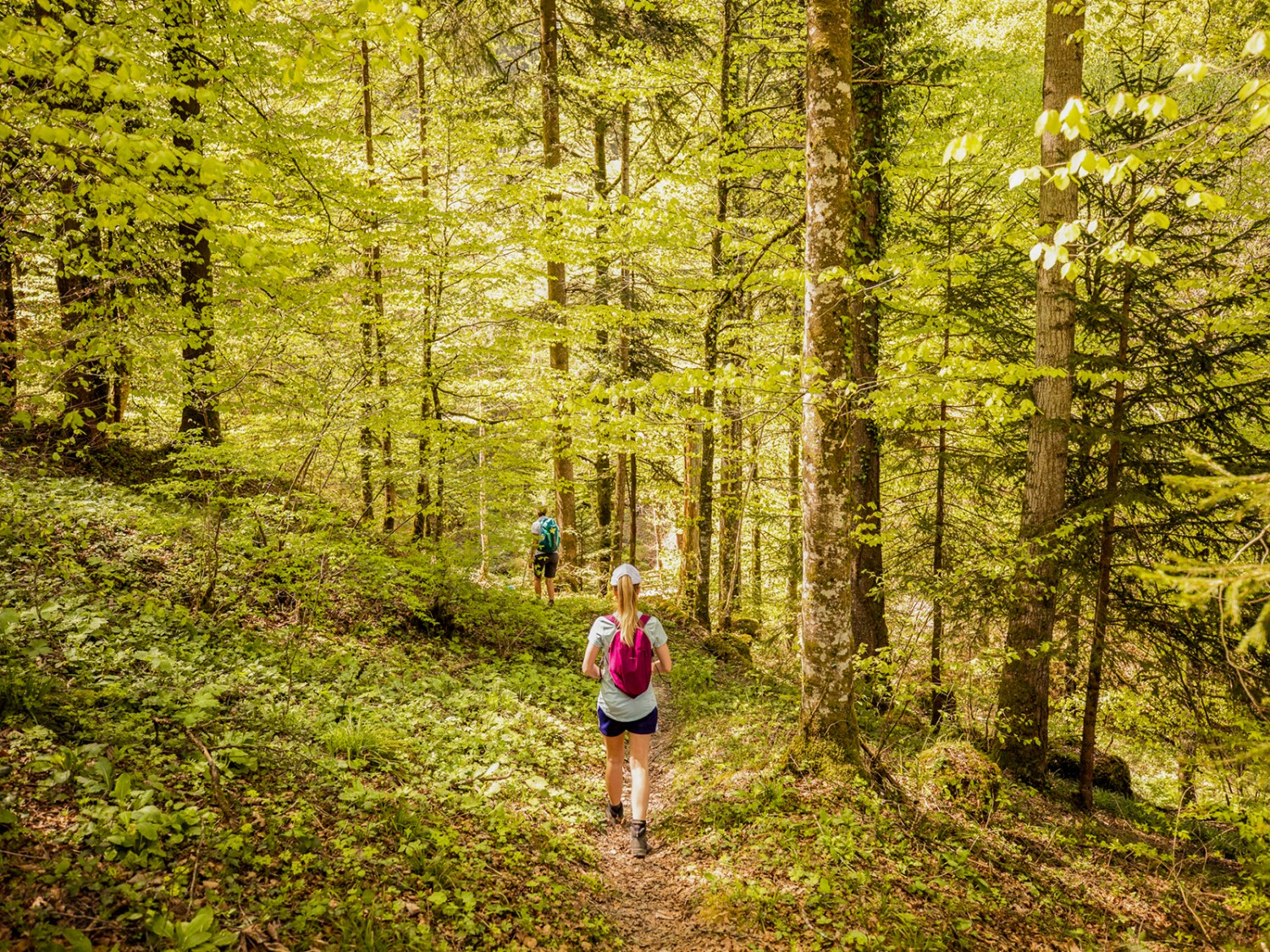 Une forêt qui n’a de sombre que le nom: le Finsterwald. Photo: Wanderblondies