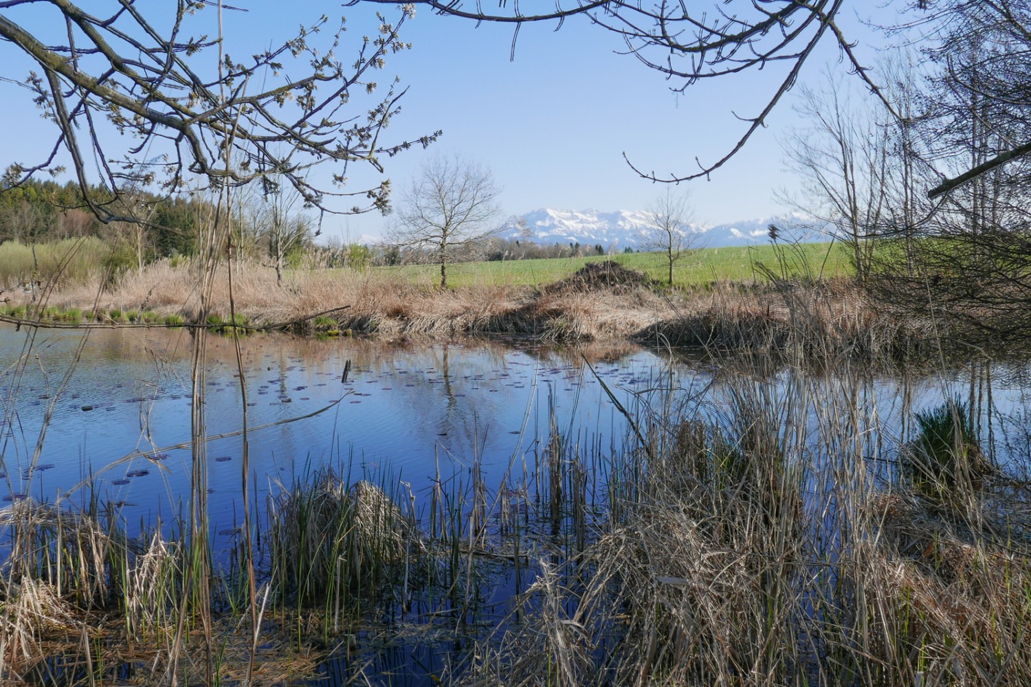 Le Steinibüelweier, un habitat favorable aux oiseaux, et un beau paysage juste avant la fin de la randonnée à Sempach. Photo: Susanne Frauenfelder