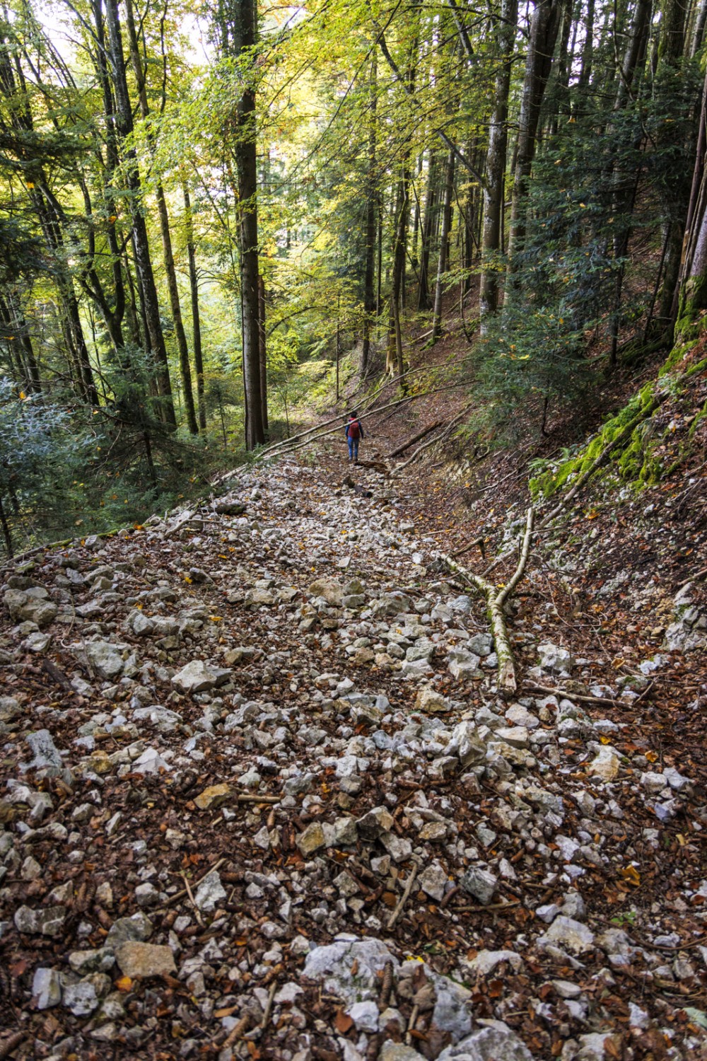 Ein Waldweg führt hinunter nach Soubey. Bild: Severin Nowacki