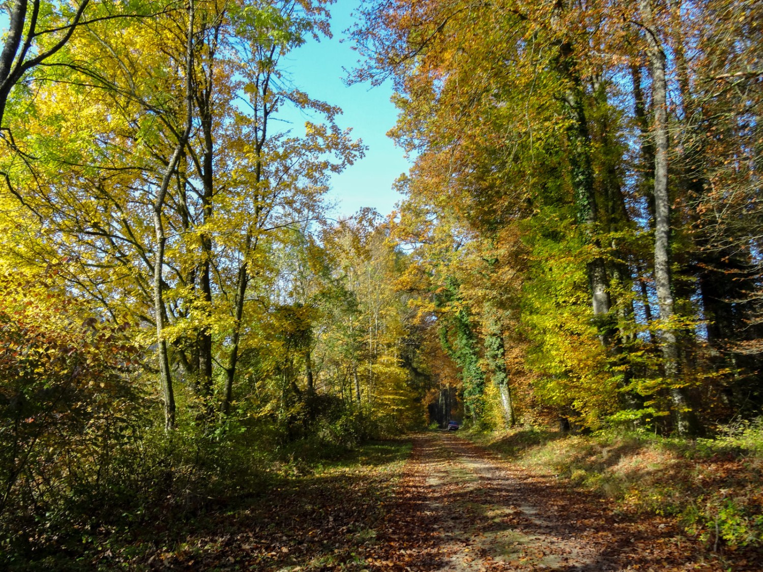 Atmosphère chaleureuse dans la forêt automnale. 