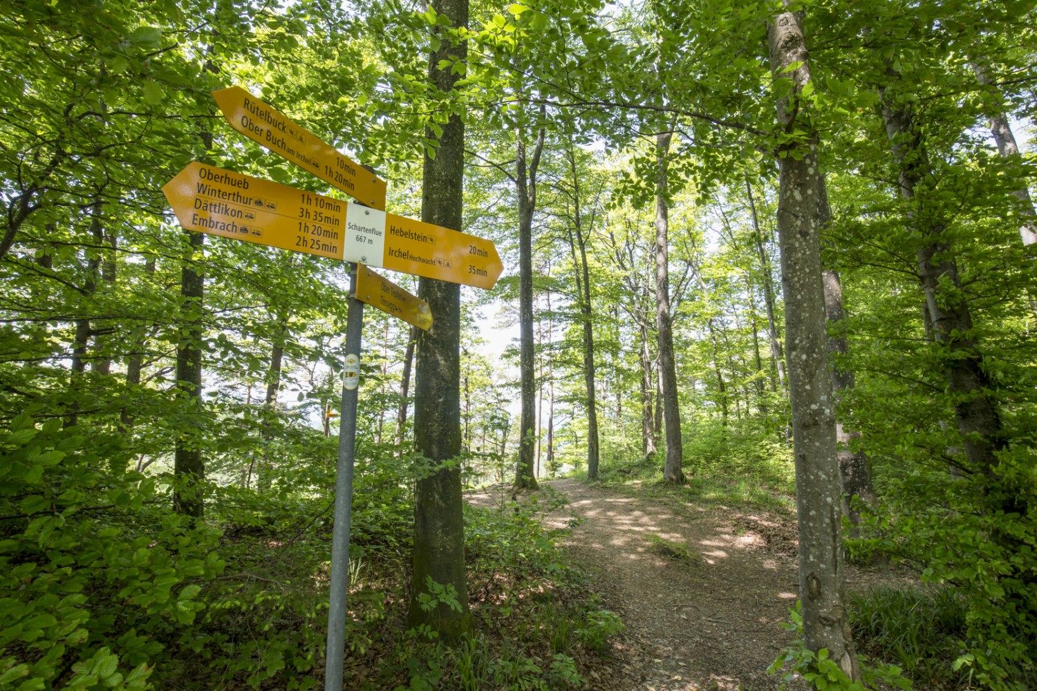 A la Schartenflue, on bifurque vers Teufen pour rejoindre la grotte de Frère Lienert. Le chemin direct vers la Hochwacht ne passe pas par la grotte. Photo: Daniel Fleuti