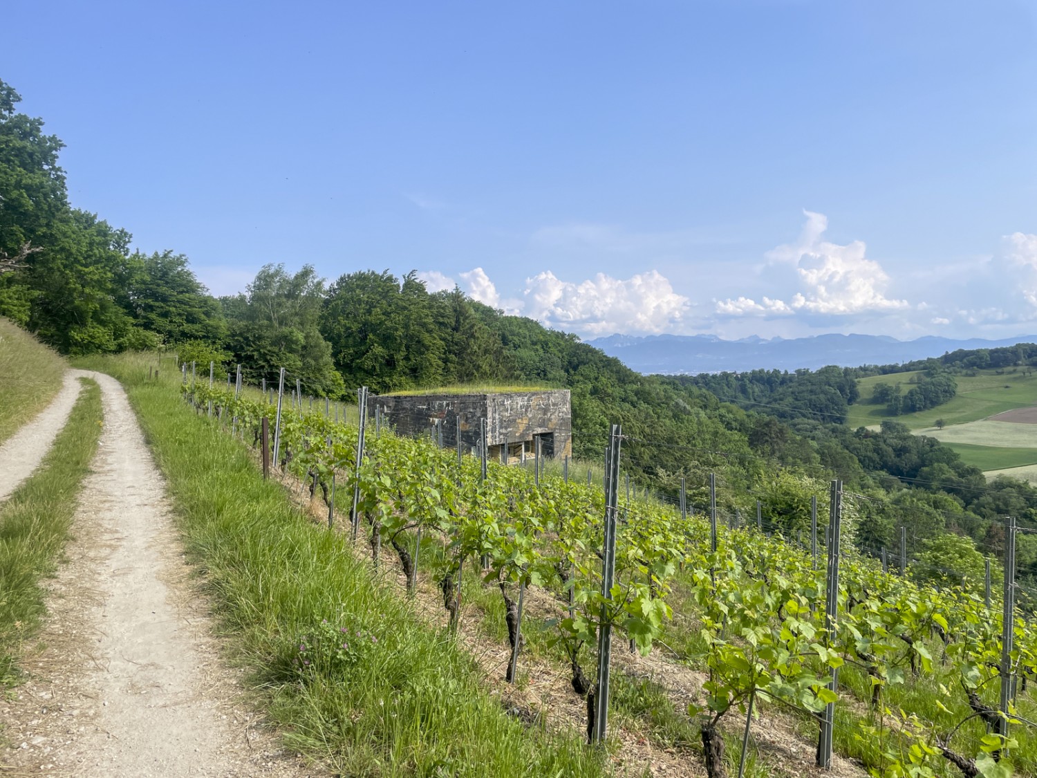 Die Reben gehören nicht mehr zum Arboretum. Bild: Vera In-Albon