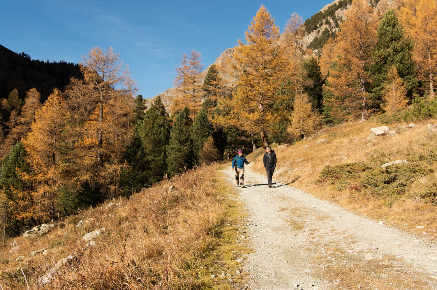 Der fürs Engadin typisch orangefarbene Lärchenwald God Prasüratsch nahe Spinas. Bild: Raja Läubli