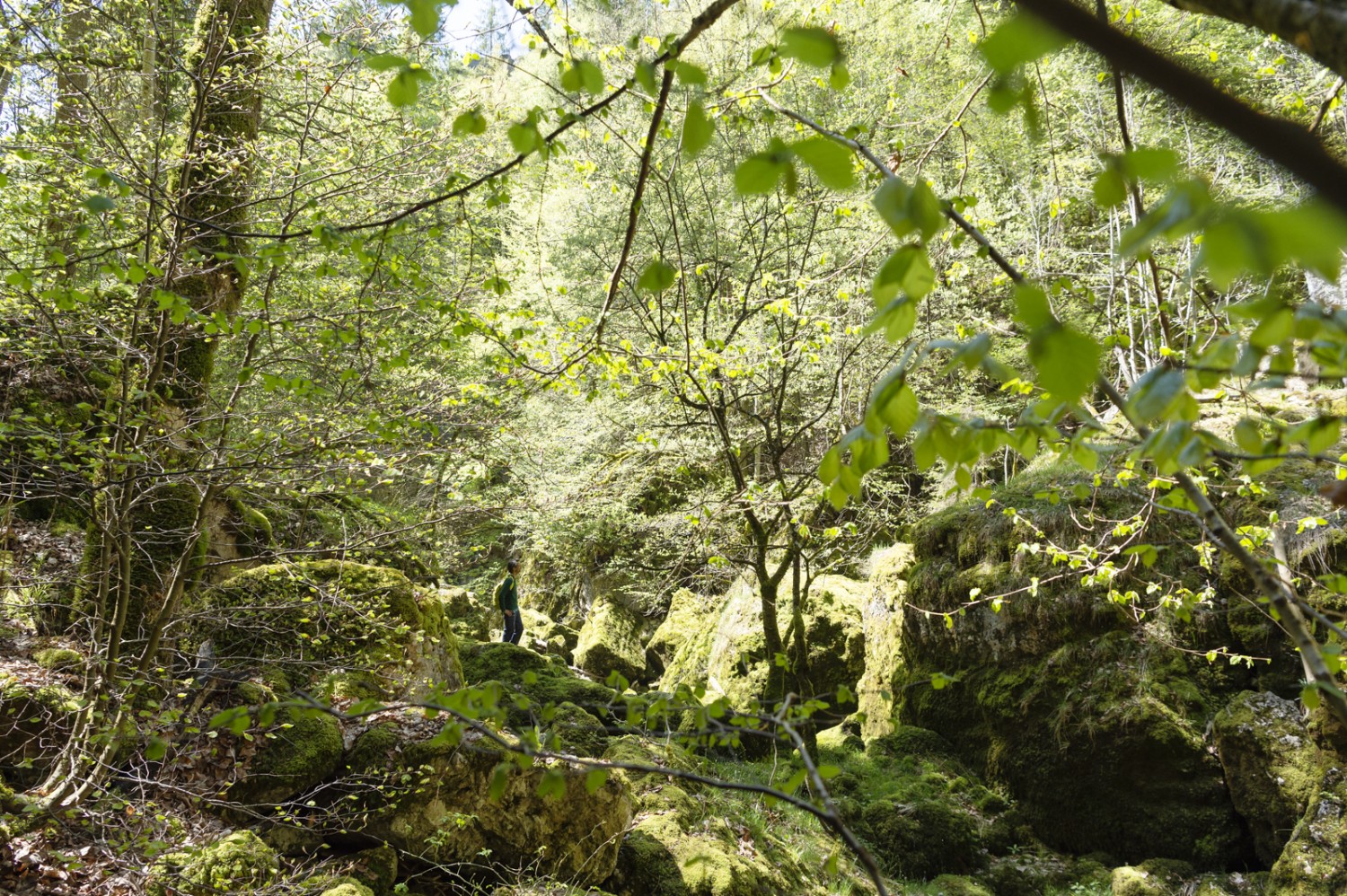 Tiefgrüne Märchenwelt oberhalb des Saut du Day. Bild: Raja Läubli