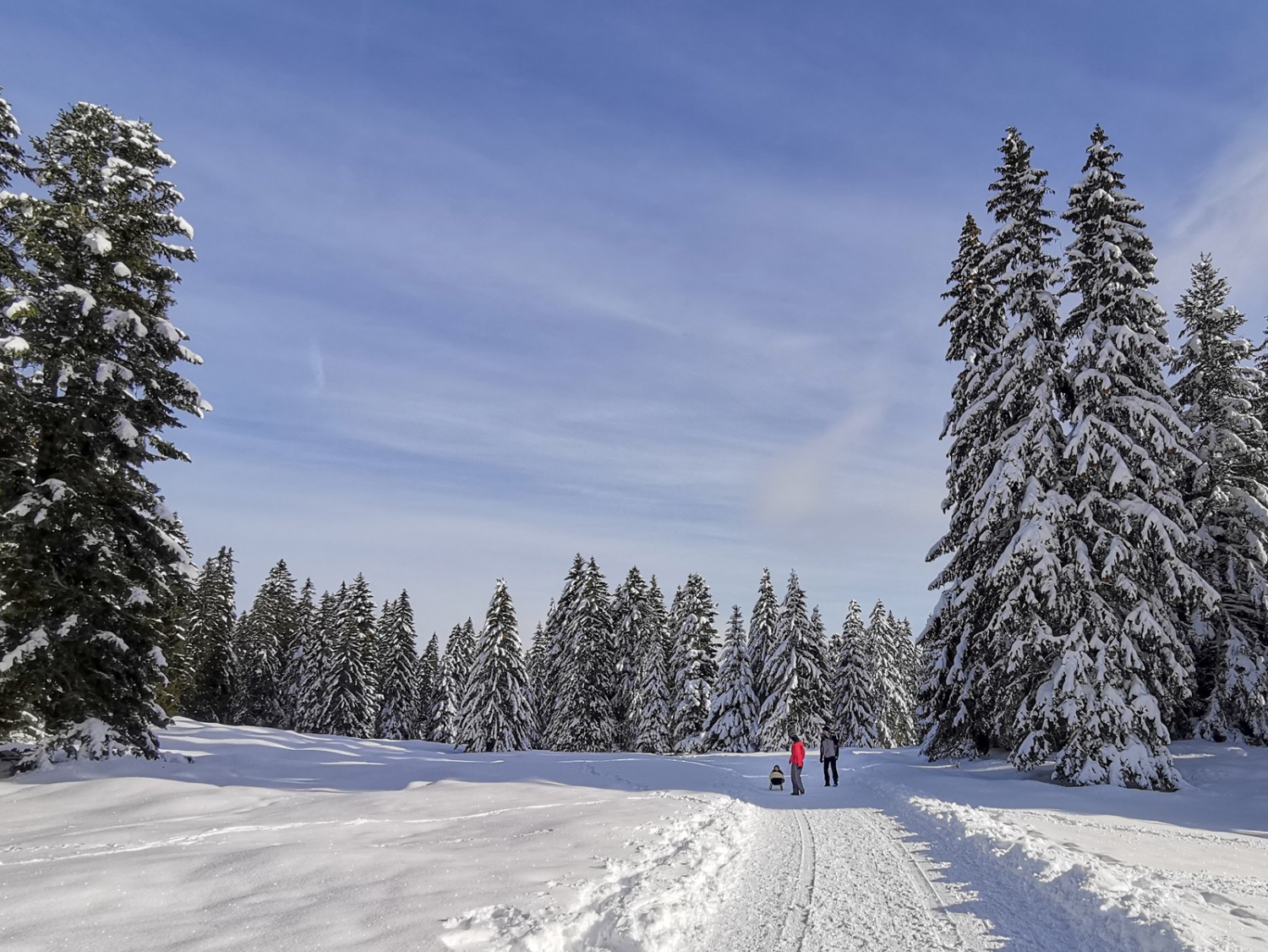 Mächtige Tannen und verschneite Weiden bei La Genolière. Bild: Andreas Staeger