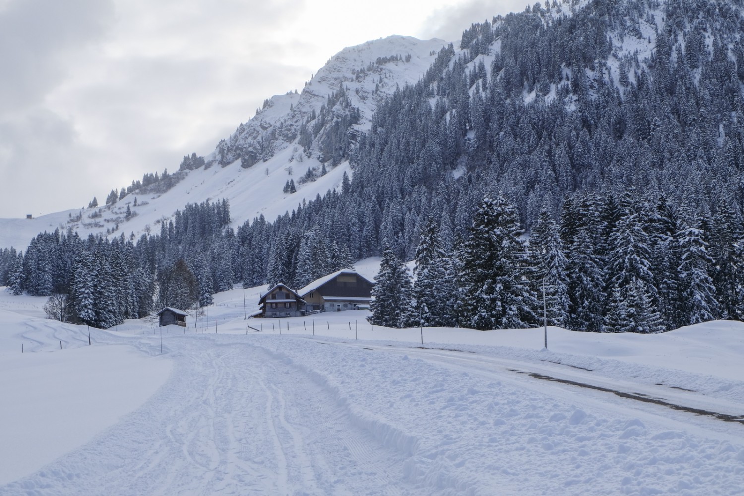 Auf der Dürrenbodenalp werden die Rinder bis weit in den Winter mit dem Heu von der Alp gehirtet. Bild: Elsbeth Flüeler