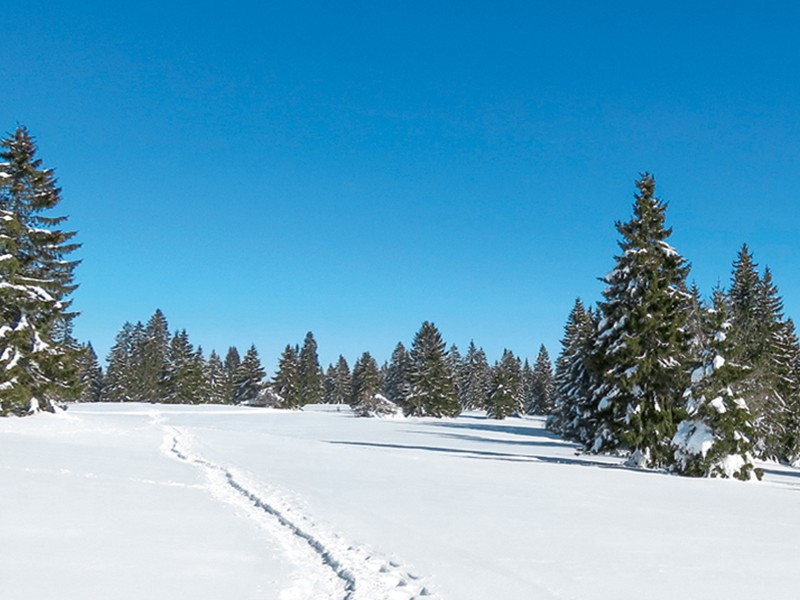 Des sapins majestueux ornent le vaste plateau du Communal. Photo: Andreas Staeger