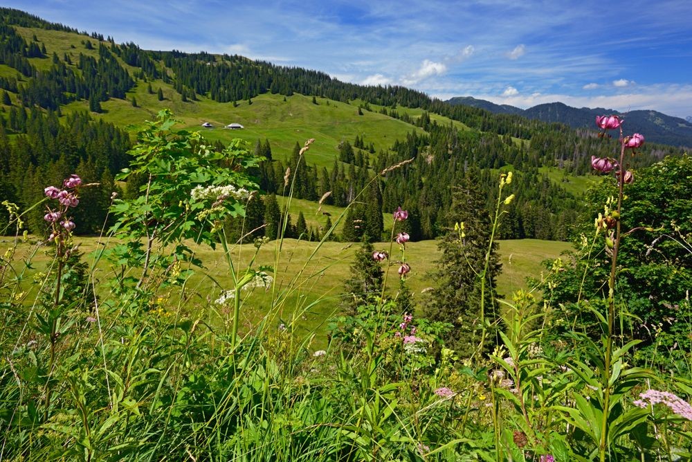 Türkenbundblüte bei Schwander Unterwengen.