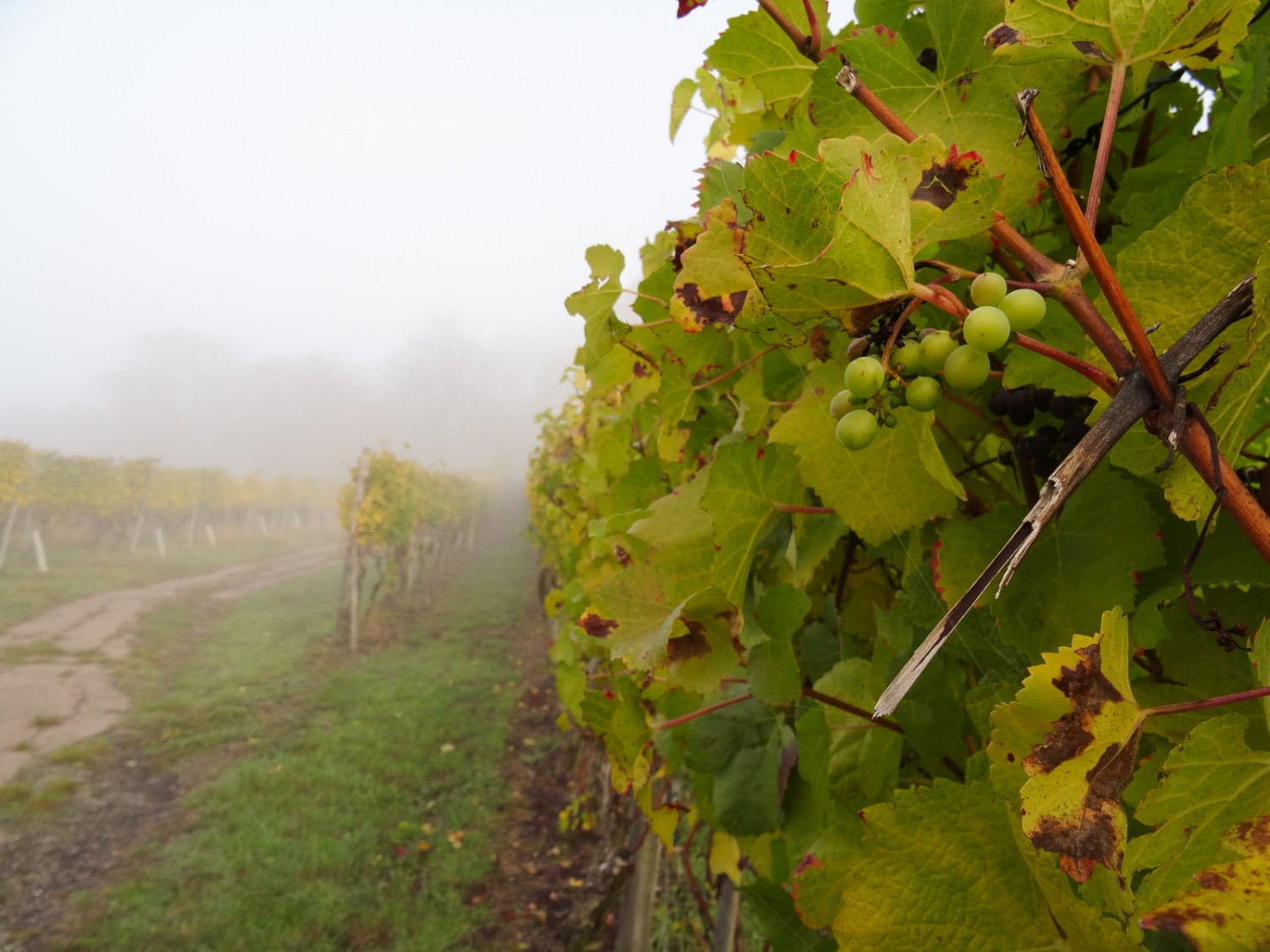 La montagne du Hallauerberg accueille l’un des plus grands vignobles de Suisse orientale. Photos: Vera In-Albon