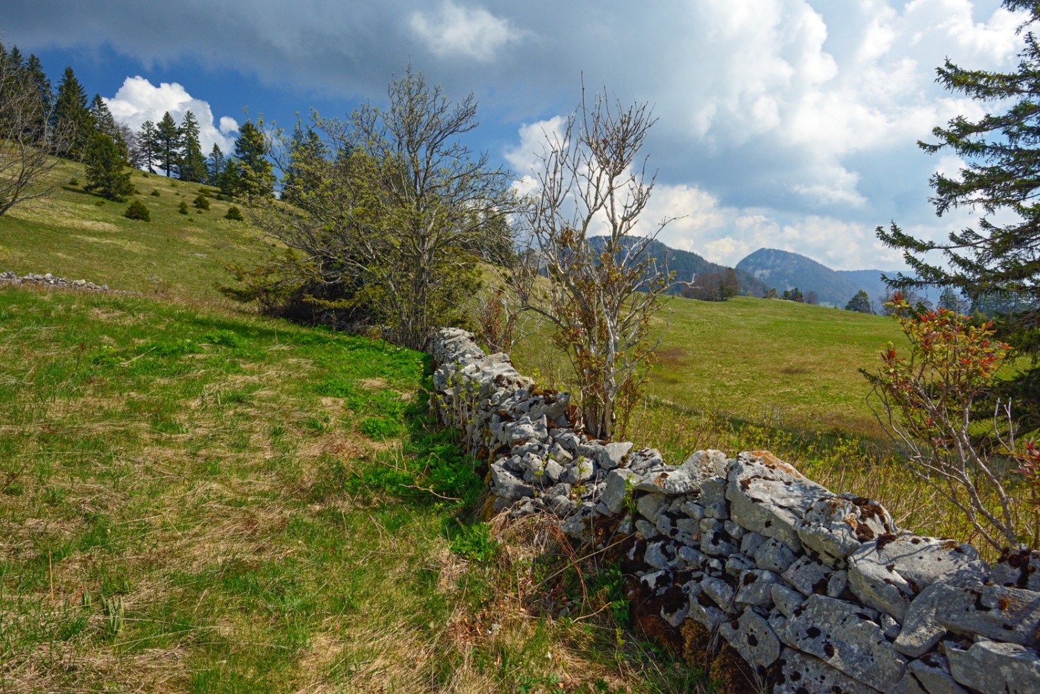 Trockensteinmauern trennen Besitz und Weiden auf dem Bettlachstock. Bild: natur-welten.ch