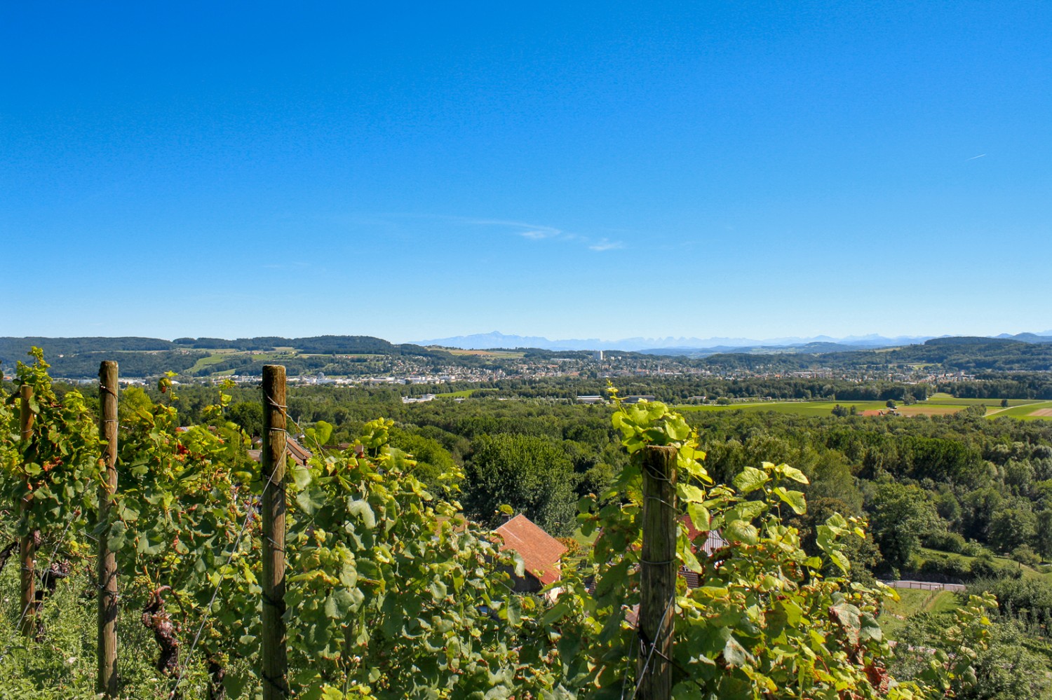 Die aussichtsreiche Wanderung führt über weite Strecken durch die Reben des Iselisbergs. Der Pinot Noir soll besonders fein sein. Bild: Stefan Birchler