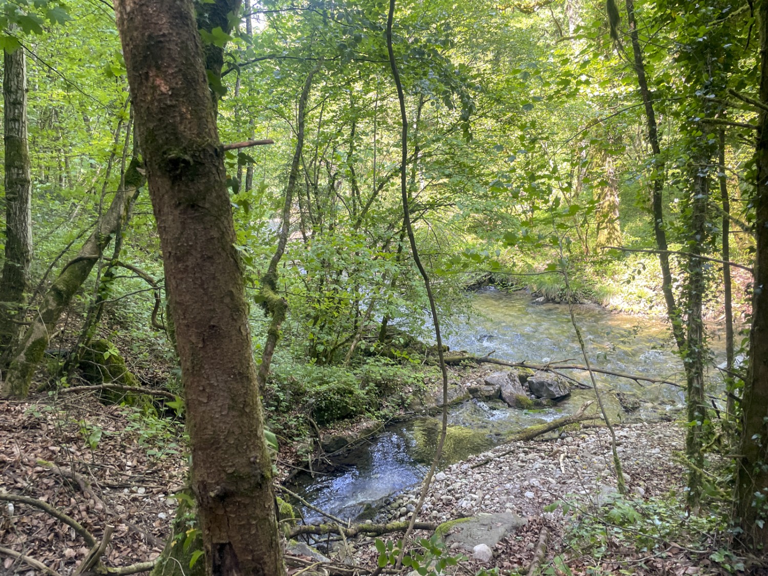 Natur pur: Der Weg schlängelt sich dem Wasser entlang durch den Wald. Bild: Vera In-Albon