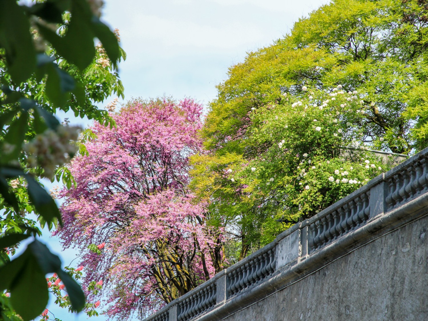 Baumriesen in den Gärten der Adligen und an der Promenade de la Treille. Bild: Elsbeth Flüeler