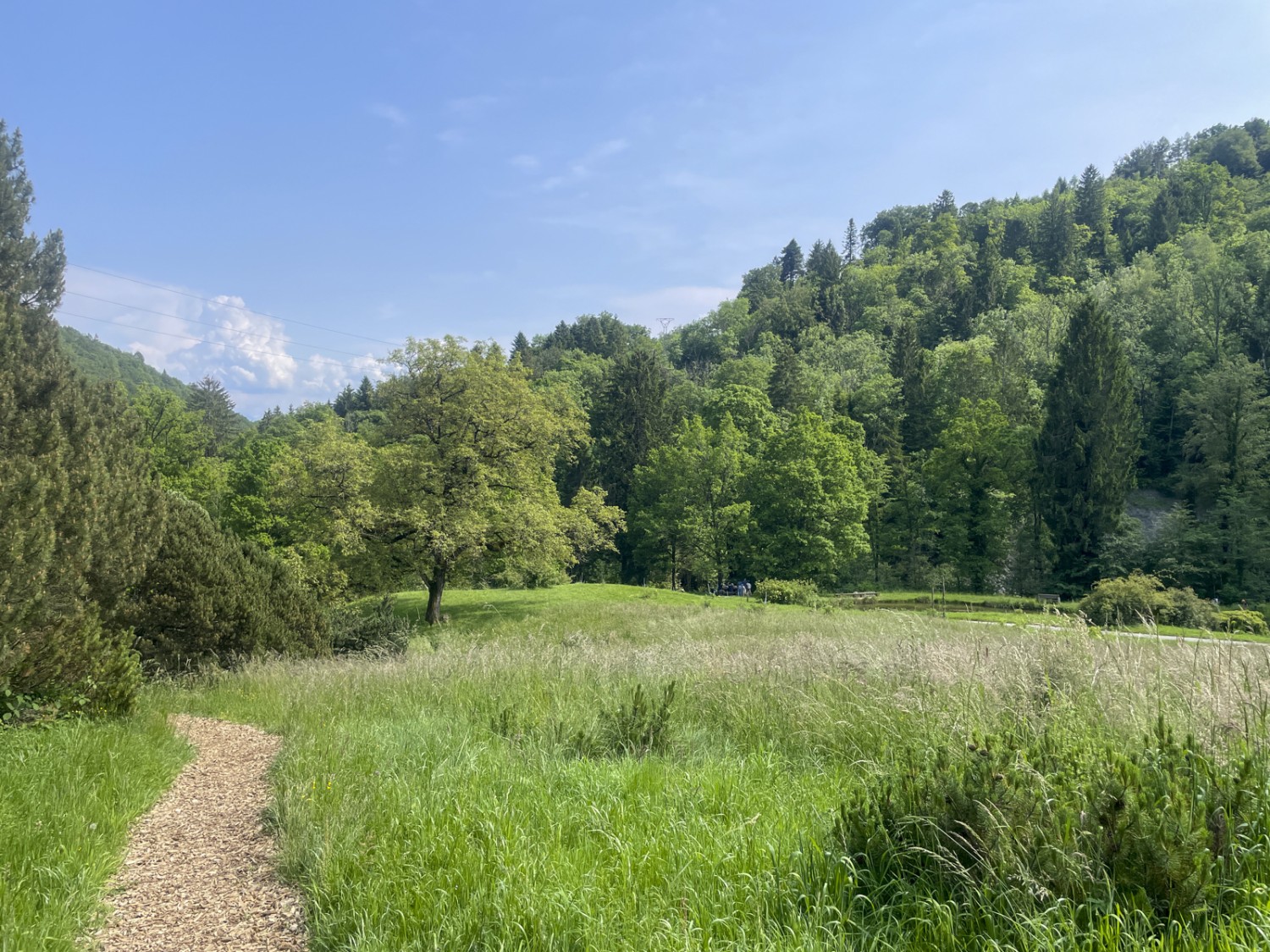 Wiesen, Sträucher und Bäume. Und ein schmaler Pfad. Bild: Vera In-Albon