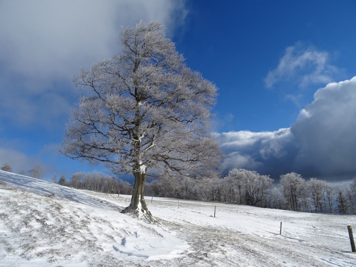 Spuren der Winde beim Untergrenchenberg. Bild: Sabine Joss