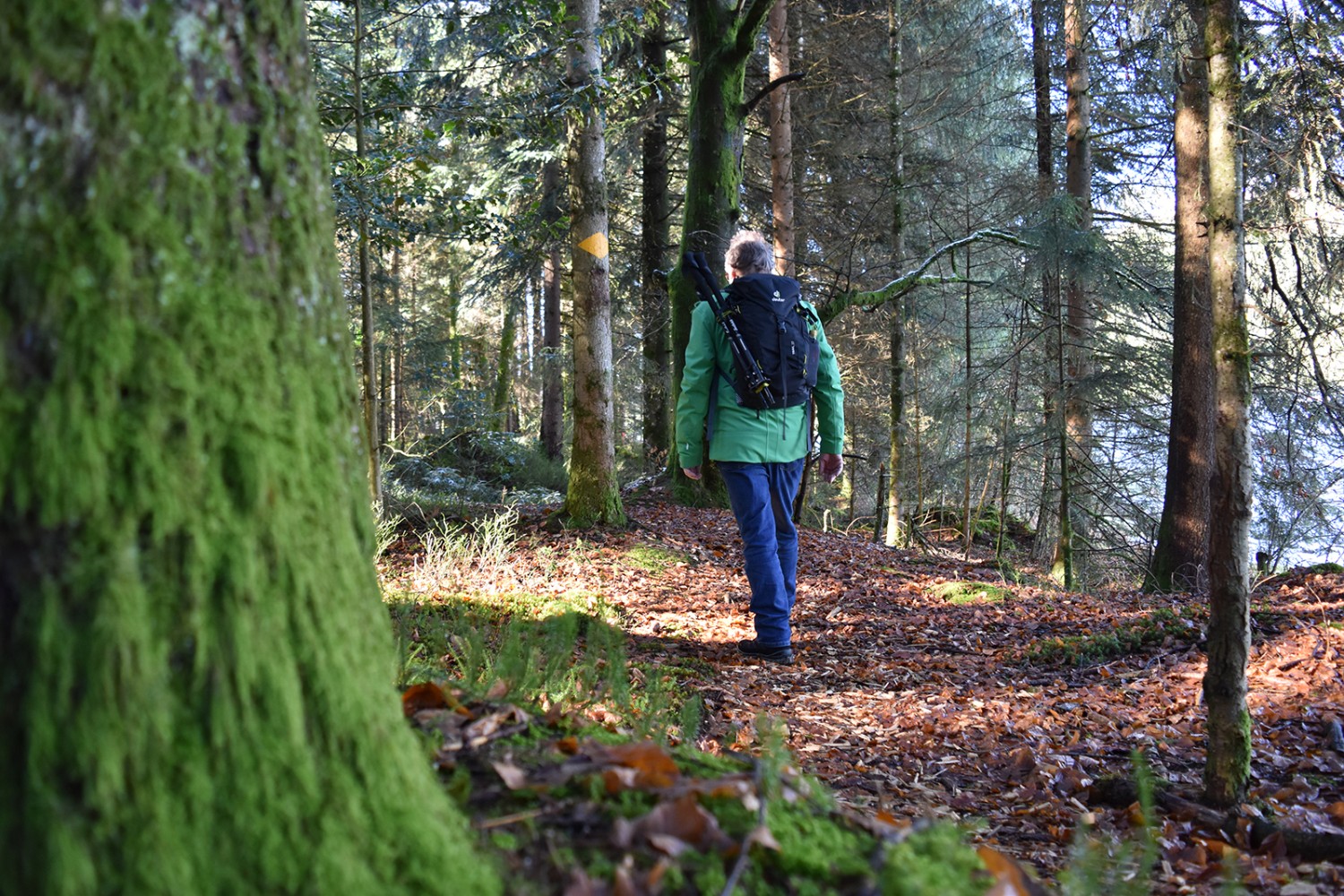 Il fait bon randonner ici, sur les sentiers moelleux d’une forêt d’épicéas.