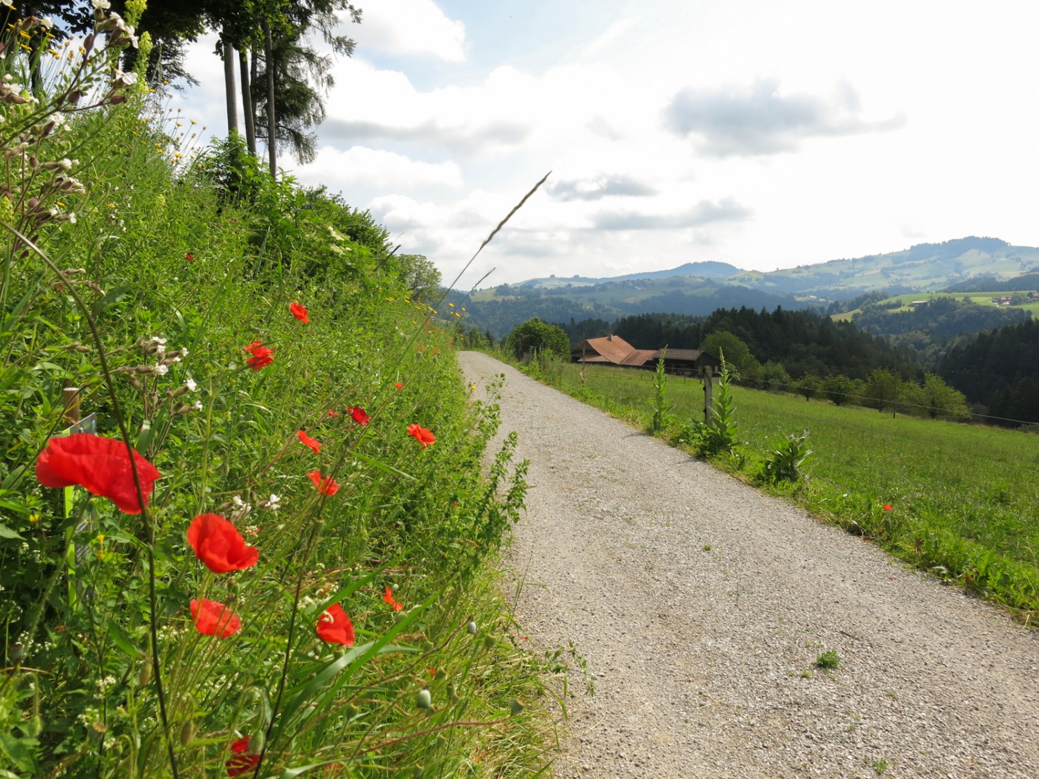 De nombreuses fleurs sauvages ont poussé. Photo: Marina Bolzli