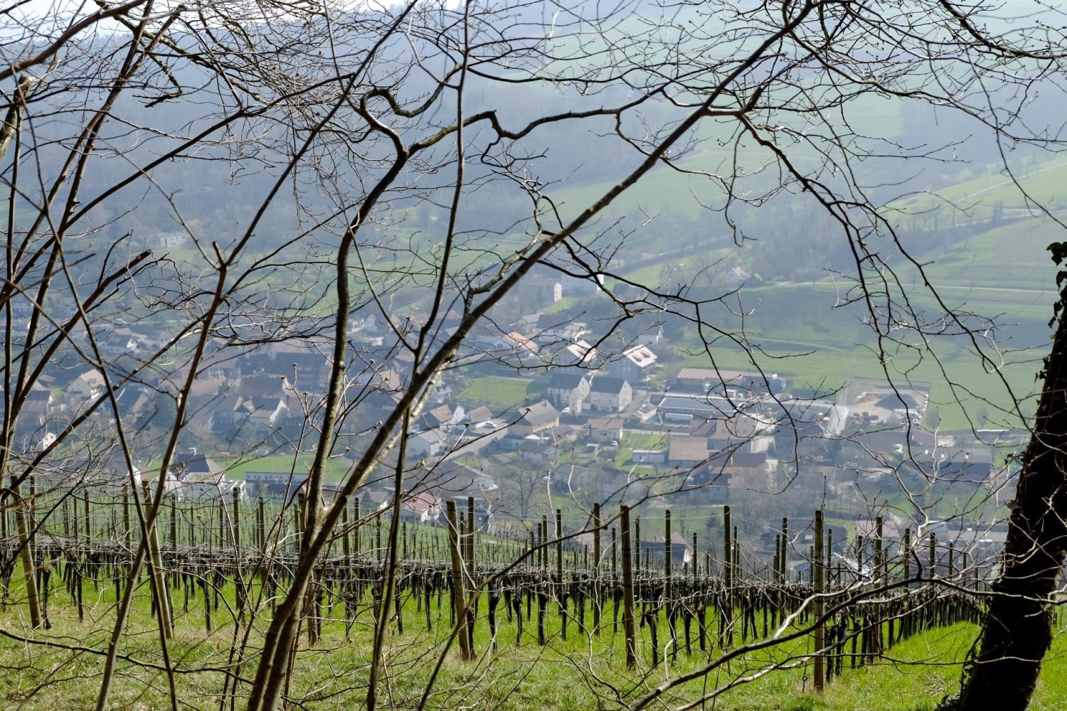 Die Rebberge von Oberflachs.