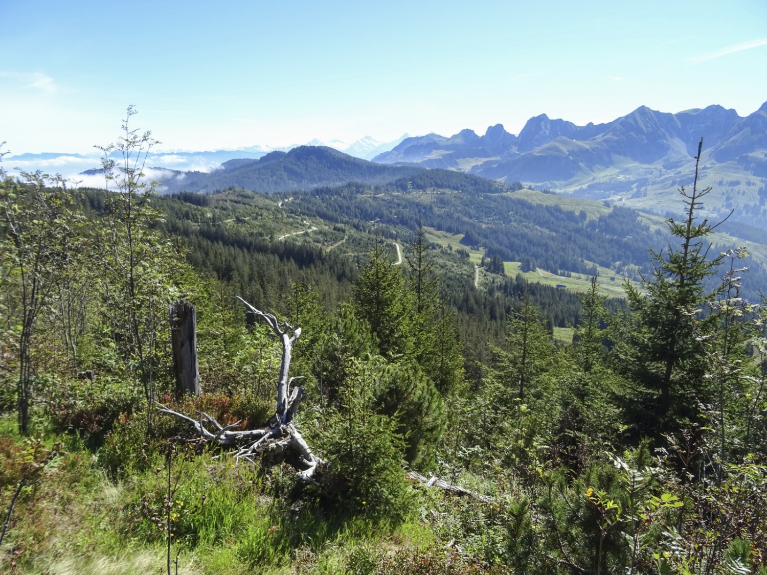 Der nachwachsende Wald ist vielfältiger und wird kommenden Stürmen besser widerstehen. Bild: Sabine Joss